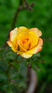 kuning