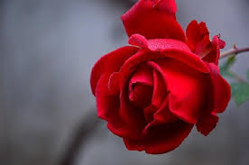 merah